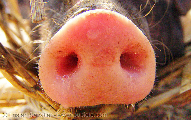 pigsnout
