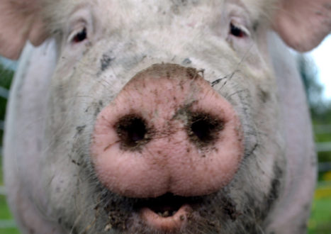 newpigsnout