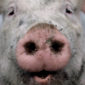 newpigsnout