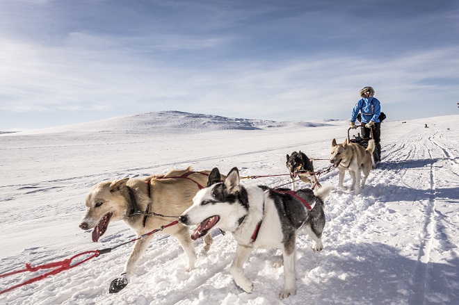 dogs running with sled