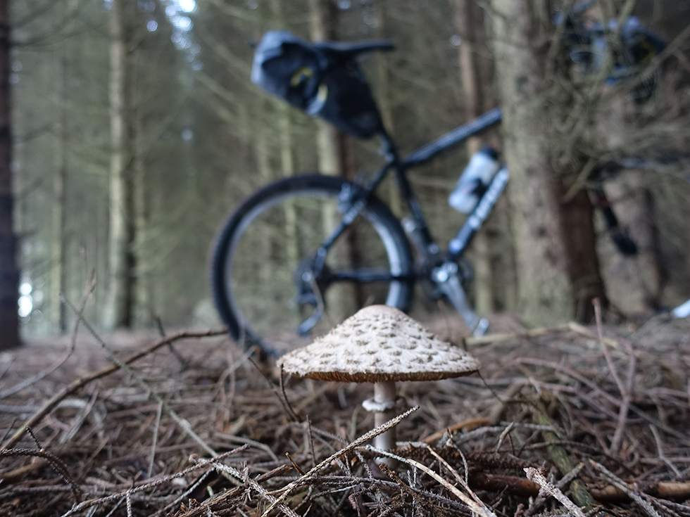 apidura_mushroom