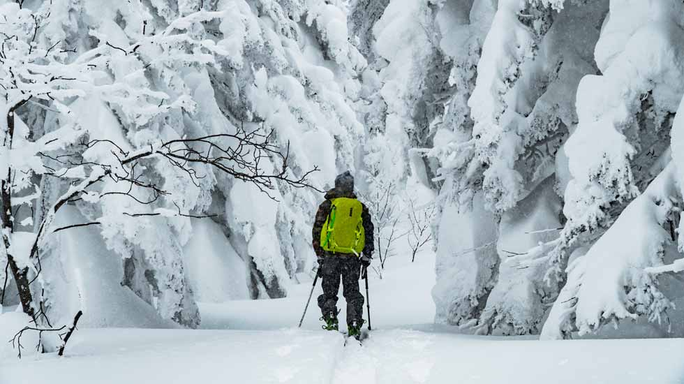 skiiing through snow-covered trees
