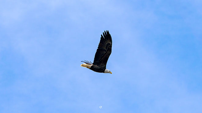 Bald Eagle