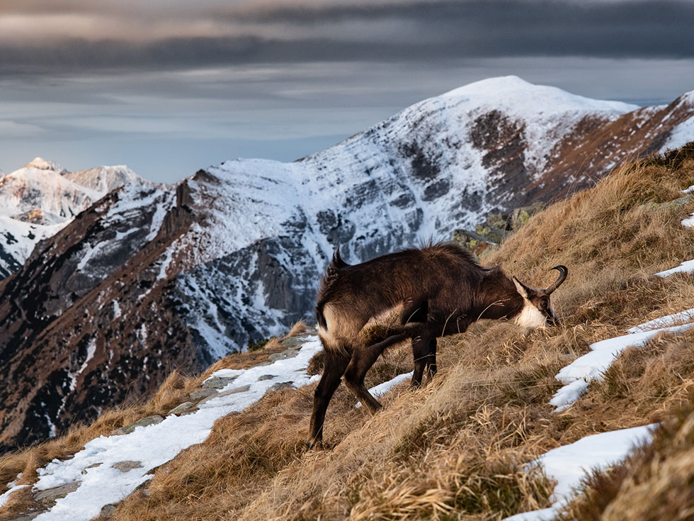 Choosing the Perfect Hardshell for Your Next Adventure in 2021