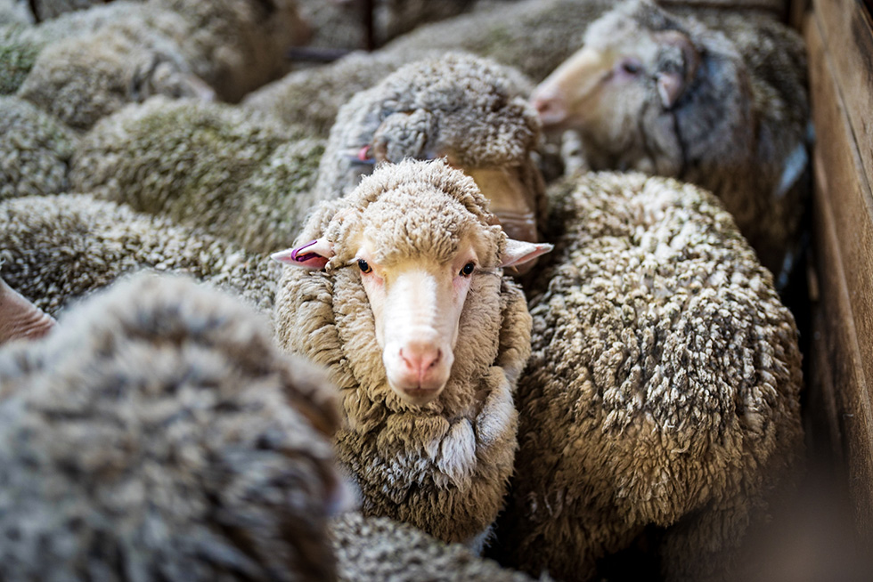 Australian merino