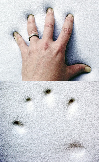 Temper foam